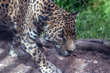 jaguar in cage zoo