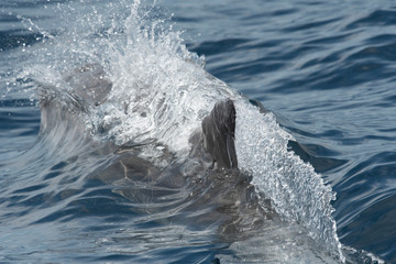 Grand dauphin