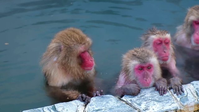 Monkey Onsen, video took in Hakodate (Japan) - Feb 2019
close up of a group of monkey having a good time in the Hot spring (Onsen) joining in