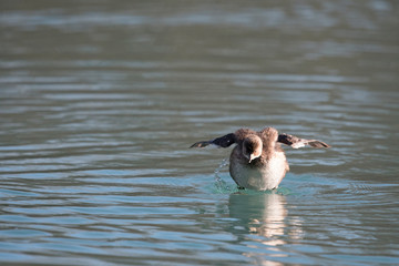 Grèbe castagneux