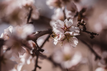 flores de cerezo