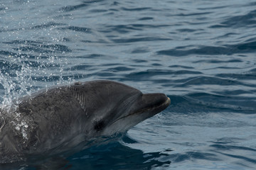 Obraz premium Grand dauphin