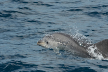 Obraz premium Grand dauphin