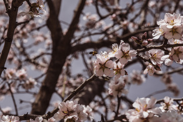 flores de cerezo