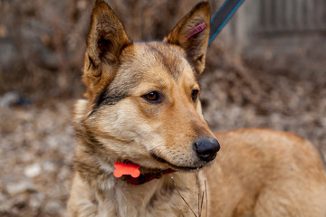 red dog mongrel on walks