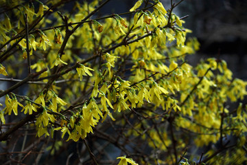 Die Forsythien (Forsythia)