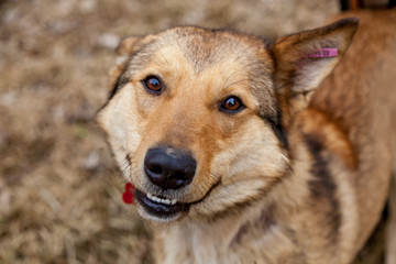 red dog mongrel on walks