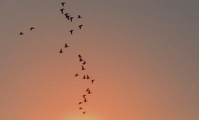 Flying bean geese at sunset