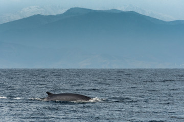 Fototapeta premium Rorqual commun