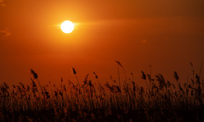silhouette of reed over sunset sky