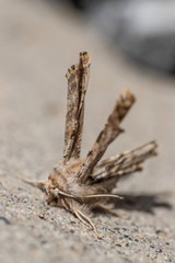 furry moth landed over a land. macro photography
