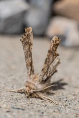 furry moth landed over a land. macro photography