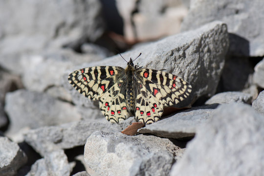 Papillon proserpine