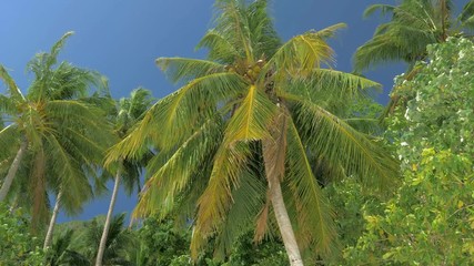 Bottom view of coconut palm trees forest in sunshine. Palm trees against a beautiful blue sky. Green palm trees on blue sky background. Travel concept.