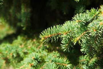 Green prickly branches of a fur-tree or pine