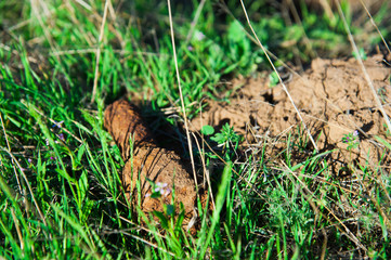 Objects found during excavations on the battlefield