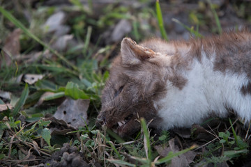 8,797 Lapin Wall Murals - Canvas Prints - Stickers  Wallsheaven