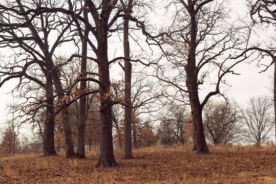 post oak trees on a hill in the forest in winter