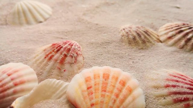 Beautiful shells on white sand beach, close up. Wind blowing on the sand.
