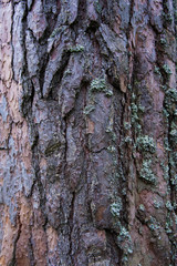 Texture bark of pine tree closeup