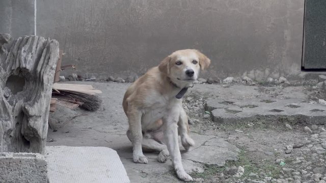 Old dog scratching