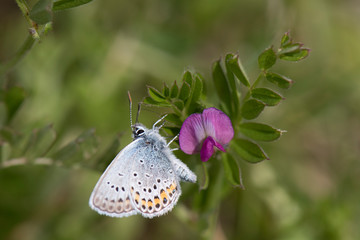 papillon