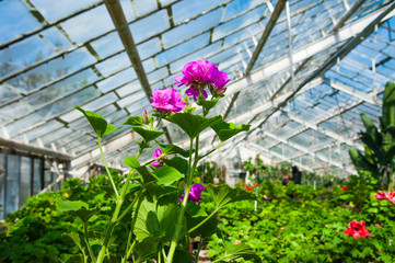 Garden greenhouse. Agribusiness