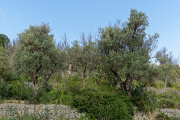 Fototapeta na wymiar Olivenbäume, Nähe Moscari, Mallorca, Spanien