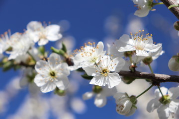 ARBRE PRUNUS A FLEURS BLANCHES