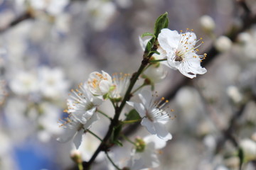 ARBRE PRUNUS A FLEURS BLANCHES