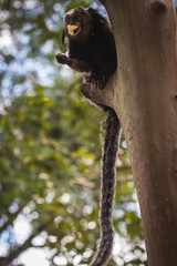 Sagui monkey (Mico Estrela) in the wild in Rio de Janeiro, Brazil