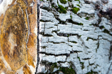 Cross-section of tree trunk