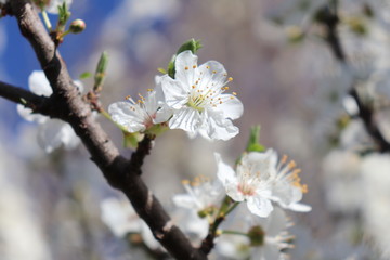 ARBRE PRUNUS A FLEURS BLANCHES