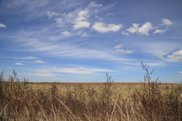 wheat field and blue sky