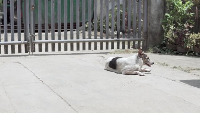 Dog under the sun