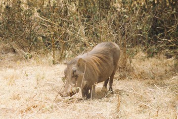Warthog