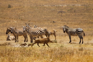Fototapeta na wymiar Zebra and warthog