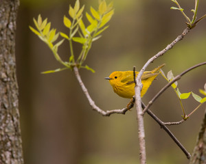 Yellow Warbler