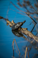 Nosey Turtle