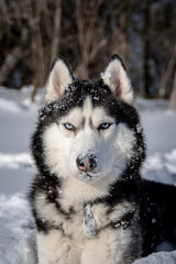 Awesome black and white Siberian Husky dog on snow.