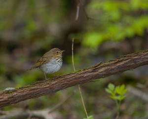 Thrush