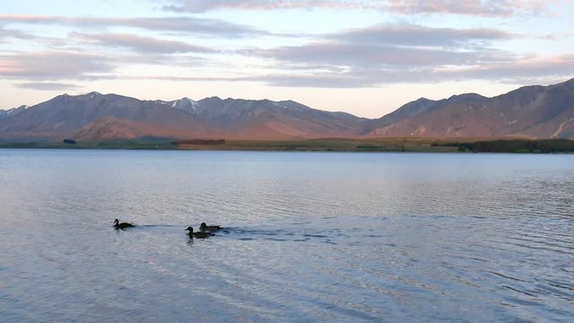 Mallard duck fapping its wing at Lake Tekapo.