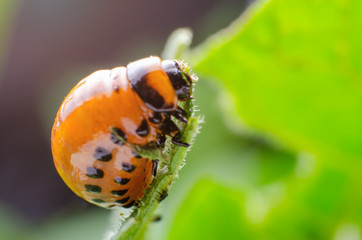 Red larva of the Colorado potato beetle eats potato leaves