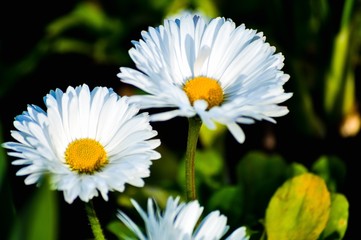 Obraz premium daisy in the grass