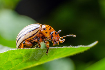 Colorado potato beetle crawling on potato leaves