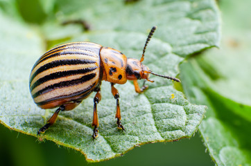 Colorado potato beetle crawling on potato leaves