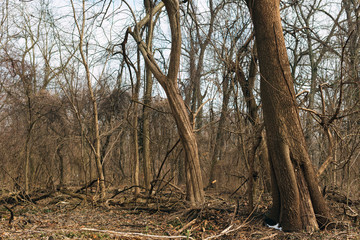 tree in the forest in winter