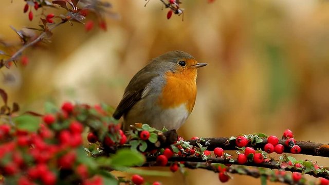 robin on branch