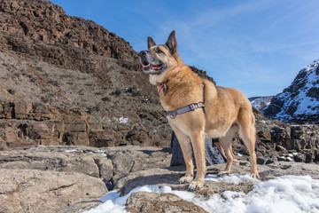 German Shepherd in the wild