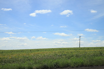 rural landscape with wheat field and blue sky